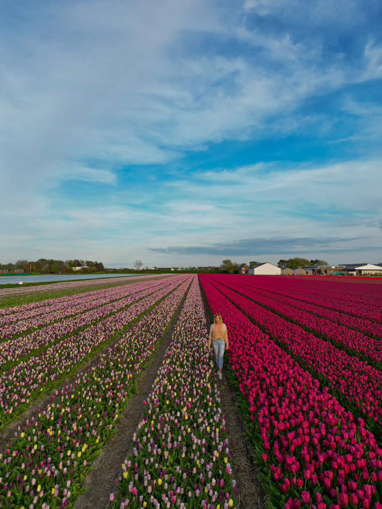 Campo di tulipani in Olanda