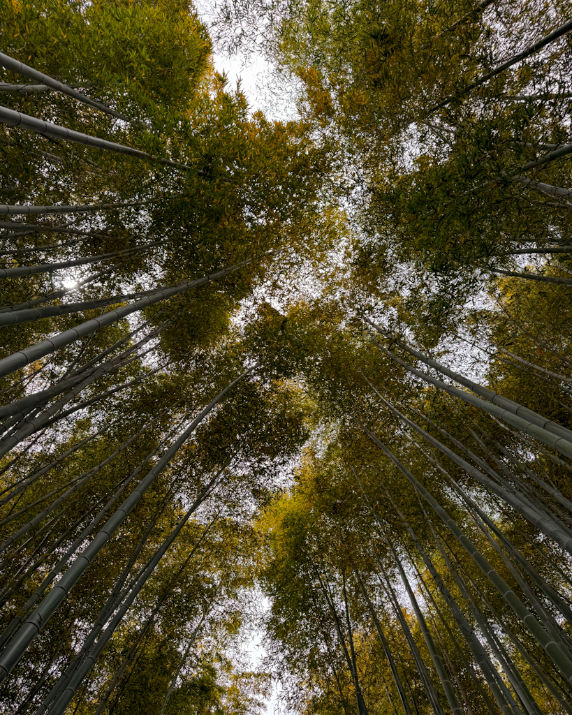 foresta di bamboo a kyoto